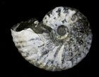 Hoploscaphites Ammonite - South Dakota #22686-1